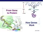 From Gene to Protein - slide 1