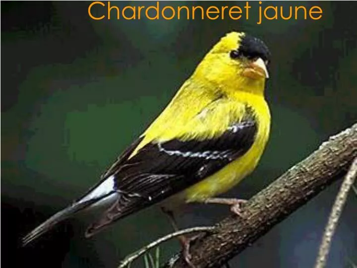 chardonneret jaune