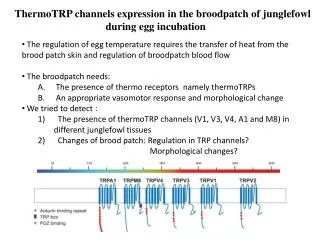ThermoTRP channels expression in the broodpatch of junglefowl during egg incubation