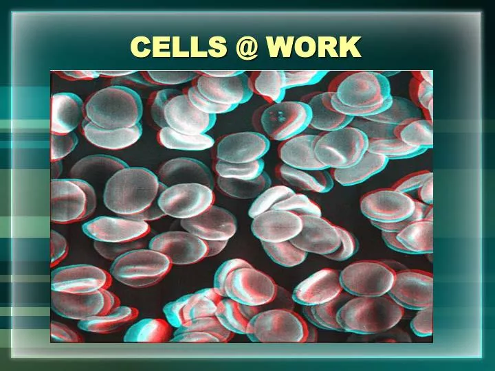cells @ work