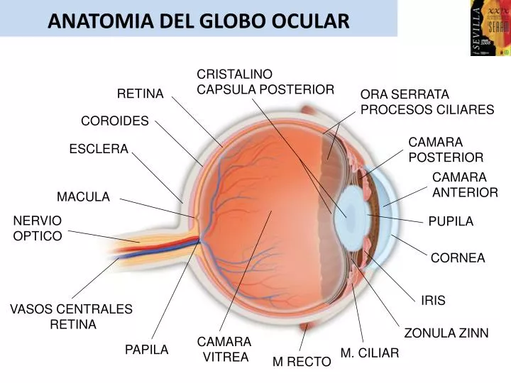 anatomia del globo ocular