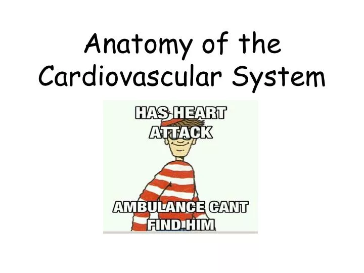 anatomy of the cardiovascular system