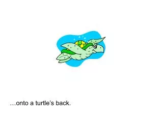 …onto a turtle’s back.