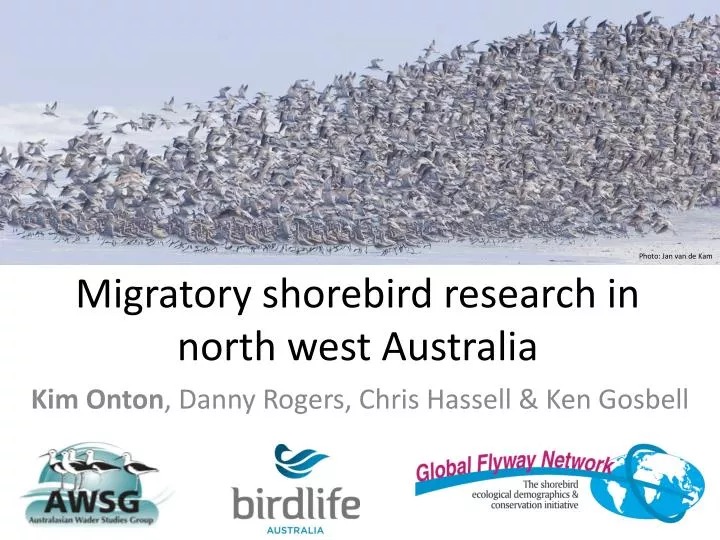 migratory shorebird research in north west australia
