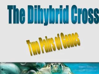 The Dihybrid Cross