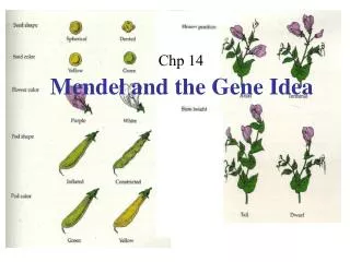 Mendel and the Gene Idea