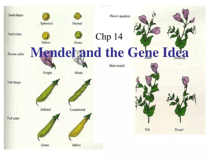 mendel and the gene idea