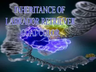 INHERITANCE OF LABRADOR RETRIEVER COAT COLOR