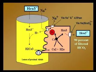 90 percent of filtered HCO 3 –