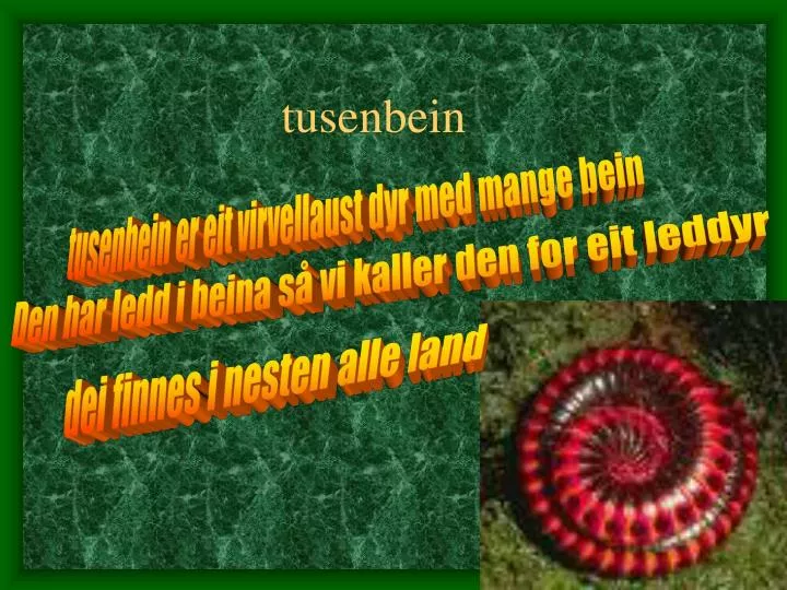 tusenbein