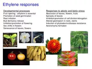 Ethylene responses