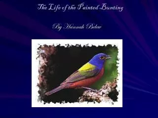 The Life of the Painted Bunting