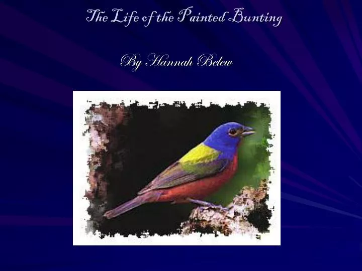 the life of the painted bunting