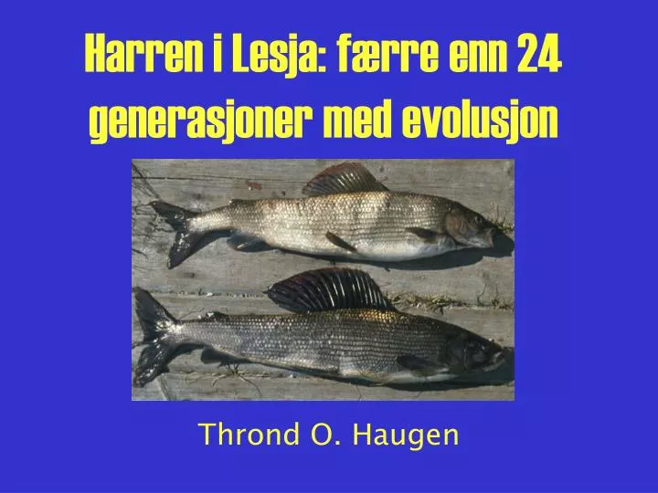 harren i lesja f rre enn 24 generasjoner med evolusjon