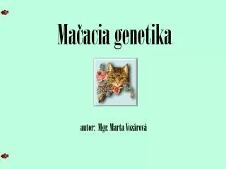 ma acia genetika