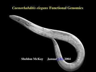 Caenorhabditis elegans Functional Genomics