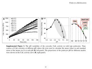 Podocyte alkalinization