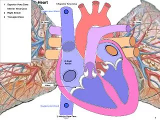 Lt Lung