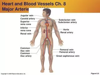 Heart and Blood Vessels Ch. 8 Major Arteries and Veins