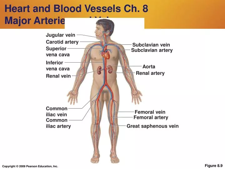heart and blood vessels ch 8 major arteries and veins