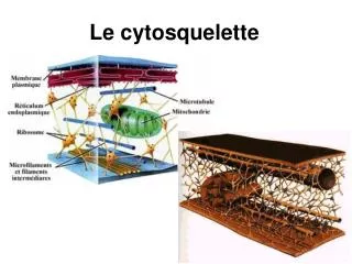 le cytosquelette