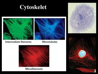 cytoskelet