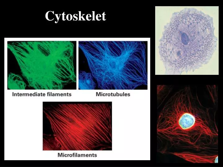 cytoskelet
