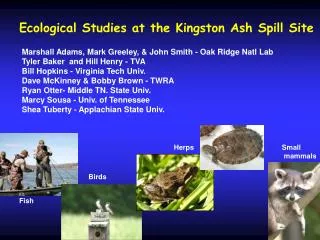 Ecological Studies at the Kingston Ash Spill Site