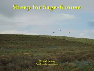 Sheep for Sage-Grouse