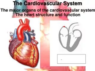 The Cardiovascular System