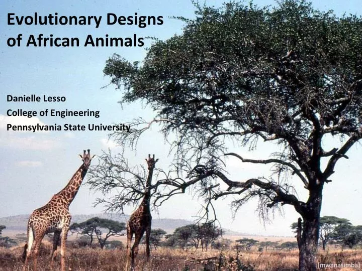 evolutionary designs of african animals