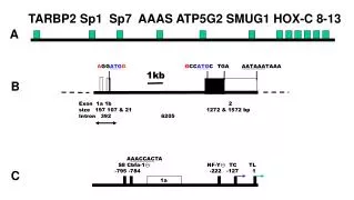 TARBP2 Sp1 Sp 7 AAAS ATP5G2 SMUG1 HOX-C 8-13