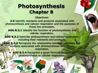 Photosynthesis Chapter 8