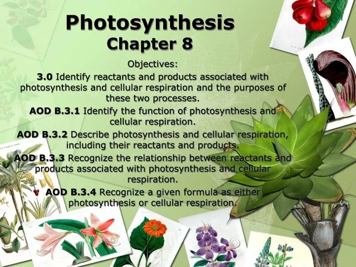 photosynthesis chapter 8