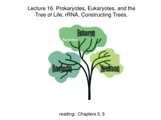 Lecture 16. Prokaryotes, Eukaryotes, and the Tree of Life, rRNA, Constructing Trees.