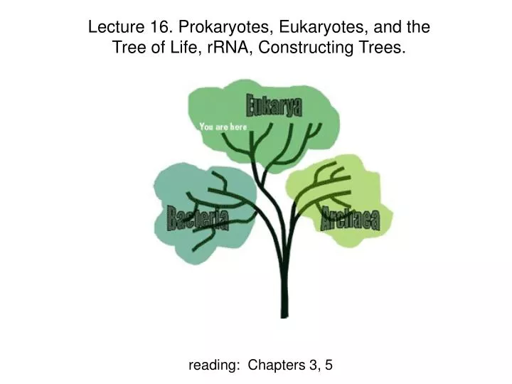 lecture 16 prokaryotes eukaryotes and the tree of life rrna constructing trees
