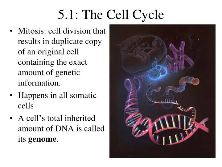 5 1 the cell cycle