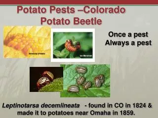 Potato Pests –Colorado Potato Beetle