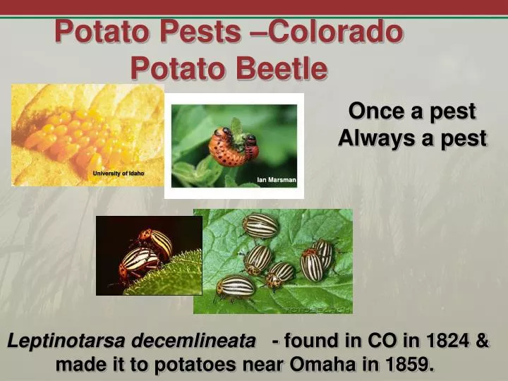 potato pests colorado potato beetle