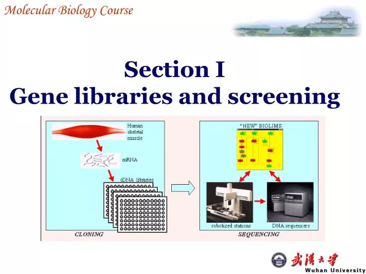 section i gene libraries and screening