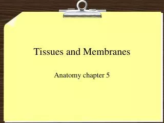 Tissues and Membranes