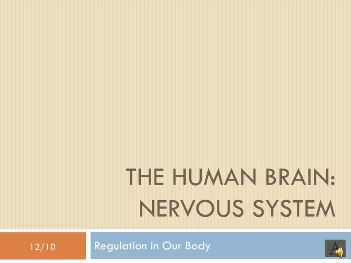 the human brain nervous system