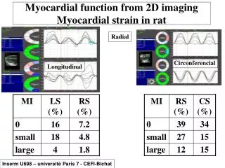 Myocardial function from 2D imaging Myocardial strain in rat