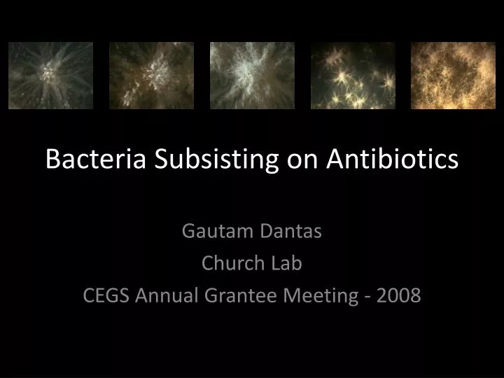 bacteria subsisting on antibiotics