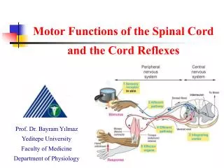 Motor Functions of the Spinal Cord and the Cord Reflexes