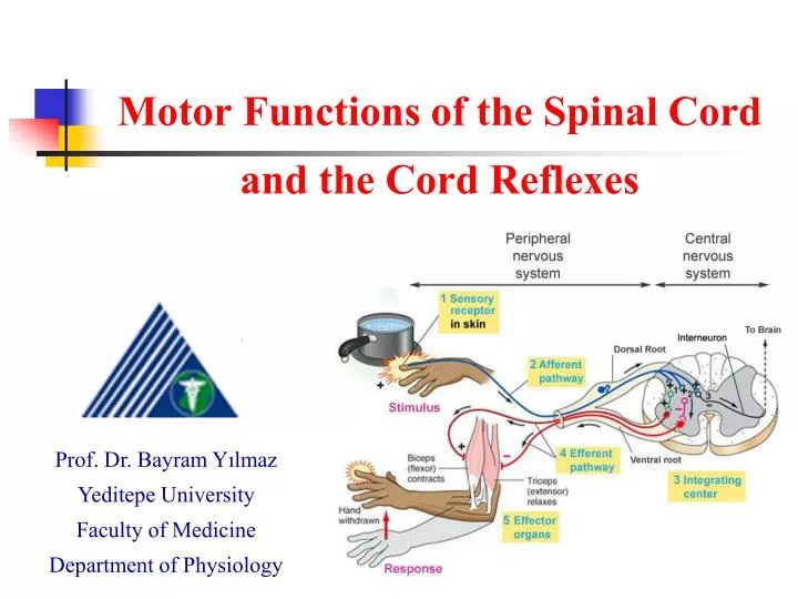 motor functions of the spinal cord and the cord reflexes