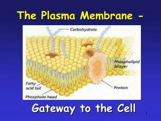 The Plasma Membrane -