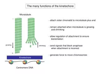 The many functions of the kinetochore
