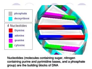 Codon (units of three adjacent nucleotides) Each codon specifies one amino acid