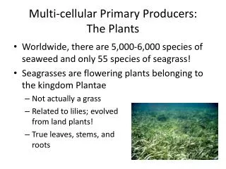 Multi-cellular Primary Producers: The Plants